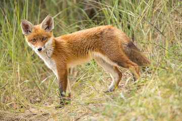 Fototapeta premium Young red fox cub in nature curious and to explore the world