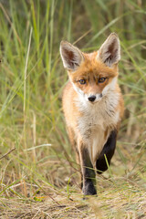 Fototapeta premium Young red fox cub in nature curious and to explore the world