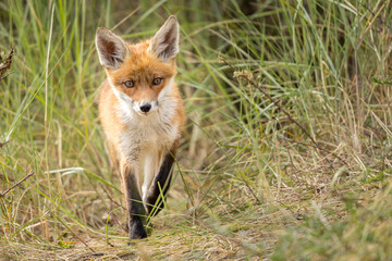 Fototapeta premium Young red fox cub in nature curious and to explore the world