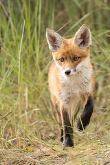 Fototapeta premium Young red fox cub in nature curious and to explore the world