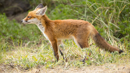 Fototapeta premium Young red fox cub in nature curious and to explore the world