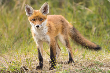 Fototapeta premium Young red fox cub in nature curious and to explore the world