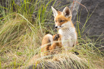 Fototapeta premium Young red fox cub in nature curious and to explore the world