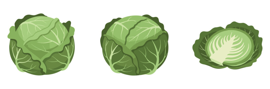 Cabbage heads whole and halved on white background