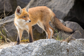 Fototapeta premium Young red fox cub in nature curious and to explore the world