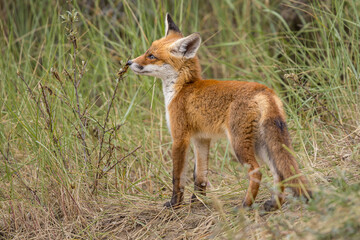 Fototapeta premium Young red fox cub in nature curious and to explore the world