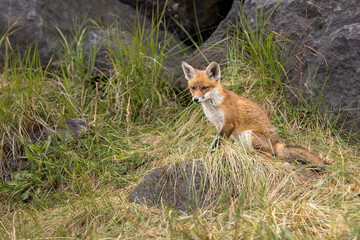 Fototapeta premium Young red fox cub in nature curious and to explore the world