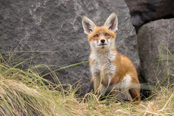 Fototapeta premium Young red fox cub in nature curious and to explore the world