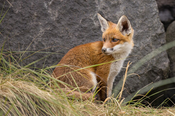 Fototapeta premium Young red fox cub in nature curious and to explore the world