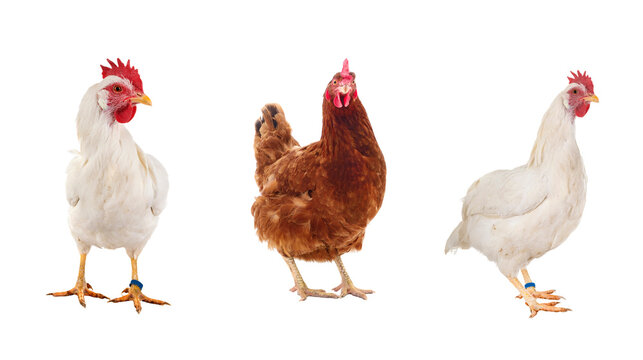 Three chickens - white and brown hens and a white rooster with white background farm animal backyard chickens animal photography livestock domestic studio shot isolated agriculture outdoors