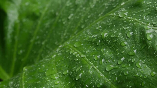 Extreme closeup large tropical taro elephant ear leaf filled with rain water droplets showing detailed vein texture green nature