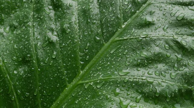 Extreme closeup large tropical taro elephant ear leaf filled with rain water droplets showing detailed vein texture green nature