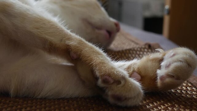 Closeup of orange tabby cat front paws and hind paw showing pink toe pads and fur detail on woven mat