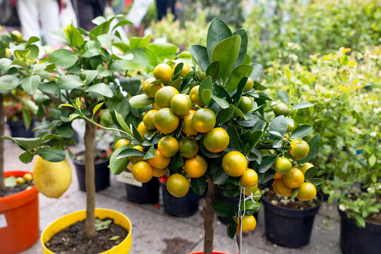 small citrus tree with ripe kumquat fruits growing in a pot at a garden market or plant fair.  orange fruits, glossy green leaves, horticulture, exotic plants, and urban gardening