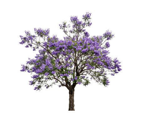 Vibrant jacaranda tree in full bloom featuring beautiful purple flowers with lush green leaves isolated as a botanical on transparent background
