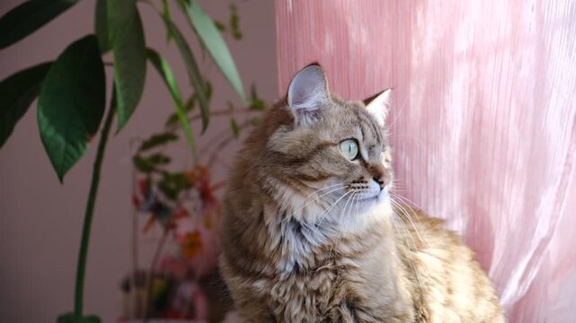 Cashmere Bengal cat lounging comfortably at the window on a sunny day. Semi-long-haired cat. Soft morning light, Enjoying sun beam. Relaxing on the balcony floor and looking window. Funny pets.