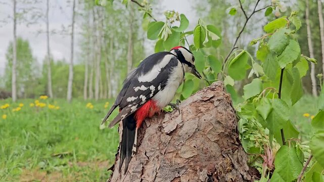 A large spotted woodpecker is sitting on an old stump. It is eating seeds in the background of nature.