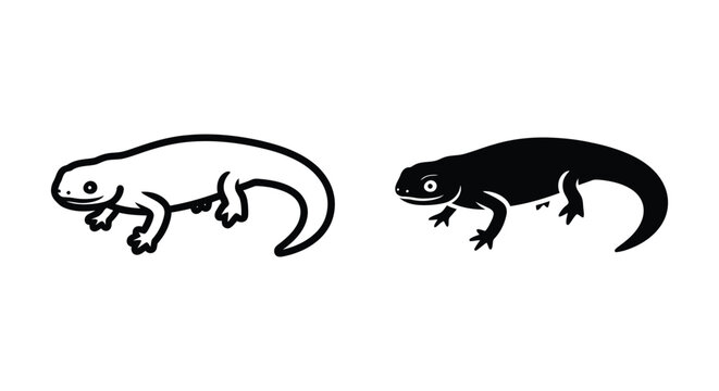 Salamander or newt illustrations