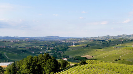 Obraz premium Aerial View of Rolling Green Vineyards in Piedmont Italy Countryside