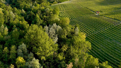 Fototapeta premium Aerial View of Lush Green Forest Bordering Rolling Vineyards in Piedmont Italy