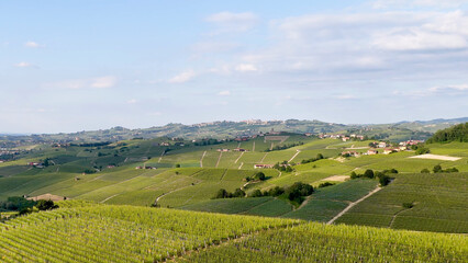 Fototapeta premium Aerial View of Rolling Green Vineyards in Piedmont Italy Countryside
