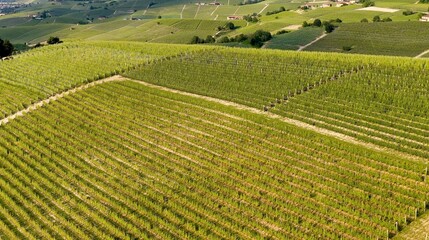 Fototapeta premium Aerial View of Lush Green Vineyard Rows in Piedmont Italy