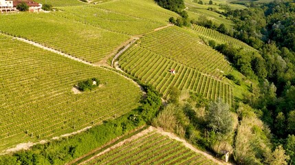 Fototapeta premium Aerial View of Rolling Green Vineyards in Barolo Piedmont Italy
