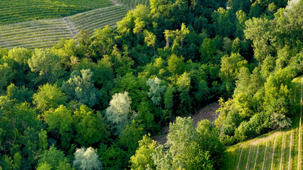 Fototapeta premium Aerial View of Lush Green Forest and Vineyards in Piedmont Italy