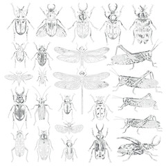 Collection of Black Silhouette Insects Including Beetles, Grasshoppers, Dragonflies, Flies, and Bugs for Entomology, Nature, Wildlife, and Scientific Illustrations © MDShakhawat