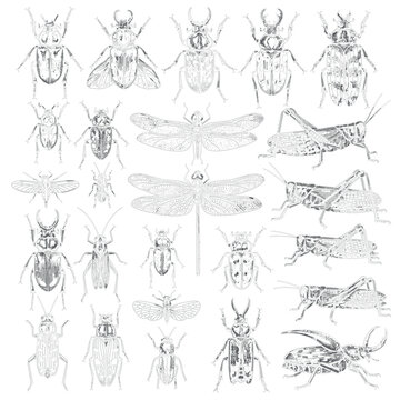 Collection of Black Silhouette Insects Including Beetles, Grasshoppers, Dragonflies, Flies, and Bugs for Entomology, Nature, Wildlife, and Scientific Illustrations