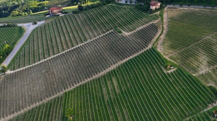 Fototapeta premium Aerial View of Geometric Vineyard Rows in the Barolo Region of Italy