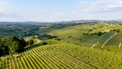 Fototapeta premium Aerial View of Rolling Green Vineyards in Piedmont Italy Countryside