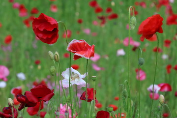 Fototapeta premium A poppy field in the late afternoon