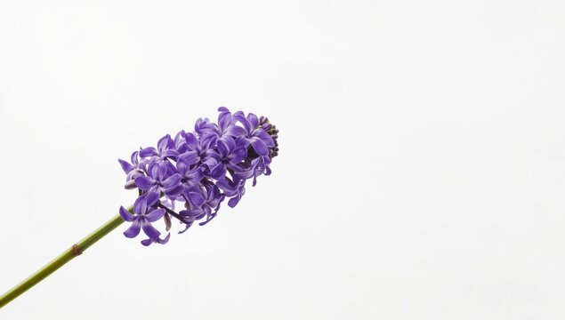 Purple Hyacinth Bean Flower Branch Against White Background Isolated, Minimalist Style