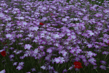 Fototapeta premium field of corn cockle flowers