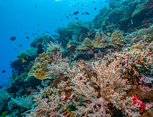 Coral reef off the coast of island in South Pacific © John Anderson
