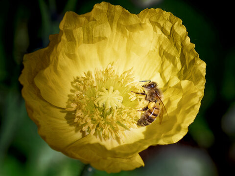 bee foraging in thabor garden, Rennes city, Brittany, France, Brittany, France.