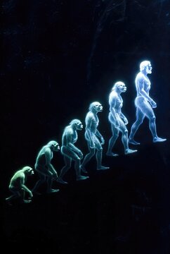
the evolution of the human species
