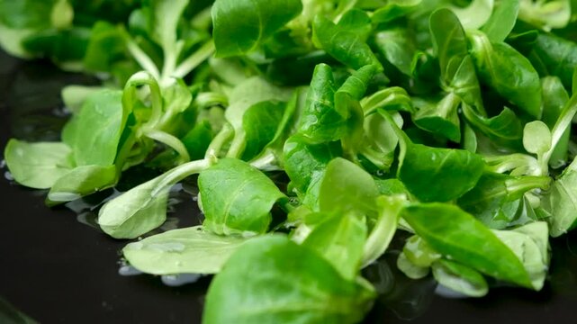 Slow motion of fresh corn salad leaves falling into water with splashes