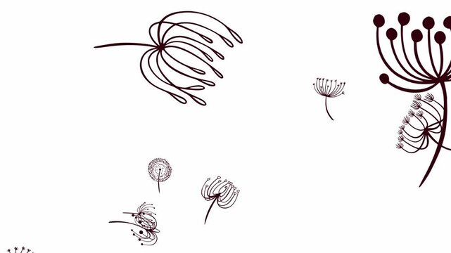 Floating Floral Dandelion Animation. A clean and minimalist animation featuring doodle-style dandelion flowers and seeds drifting softly across a white background. Ideal for backgrounds, overlays, mot