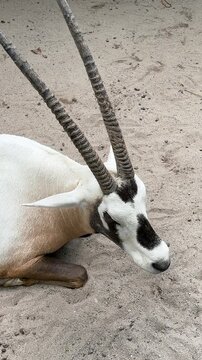 A healthy Arabian Oryx (Oryx leucoryx) is sleeping on the sand.
