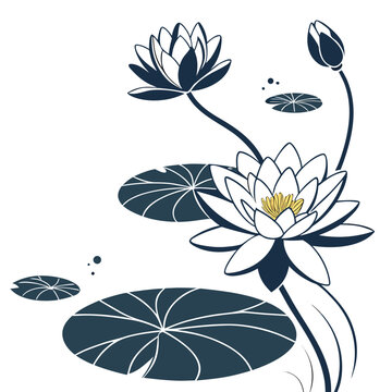 Elegant water lily flowers and floating leaves botanical graphic with botanical