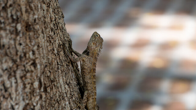 Close shot of a Oriental Garden Lizard also known as Changeable Lizard
