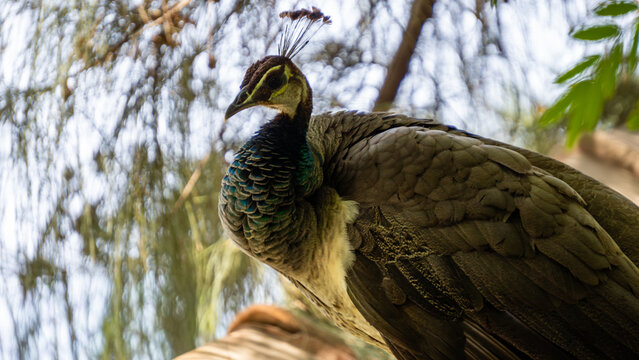 Indian Peacock at Sabarmati Ashram Ahmedabad