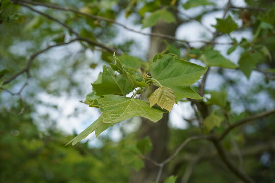 Amerikanische Platane (Platanus occidentalis) mit frischen gr&uuml;nen Bl&auml;ttern im Fr&uuml;hling