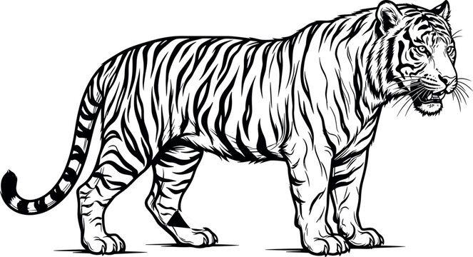Tiger Standing Side View Detailed Line Art Engraving Style Isolated on White Background Wild Predator Cat Vector Illustration for Wildlife and Nature Design