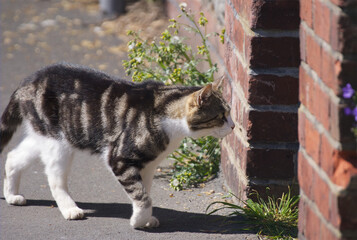 Obraz premium Curious Tabby Cat Investigating a Brick Pillar Outdoors