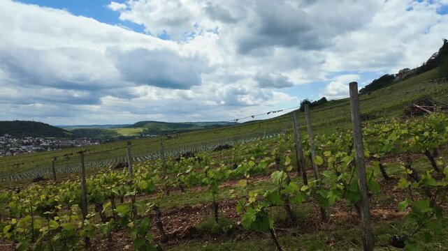Fields of grapes. Vineyard in Europe