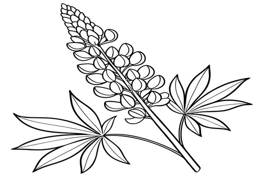 coloring-page line art the silver lupine flower black vector