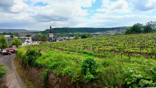Grape fields. Vineyard near Rudesheim am Rhein in Germany